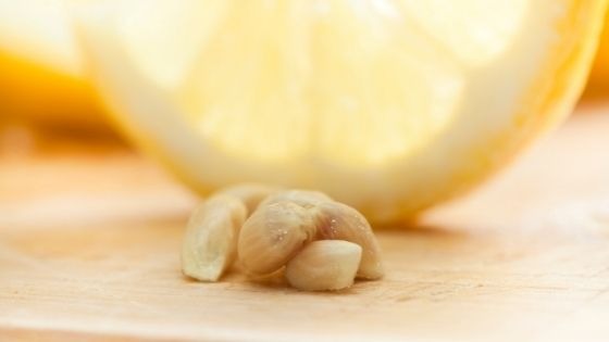 Are Lemon Seeds Toxic?